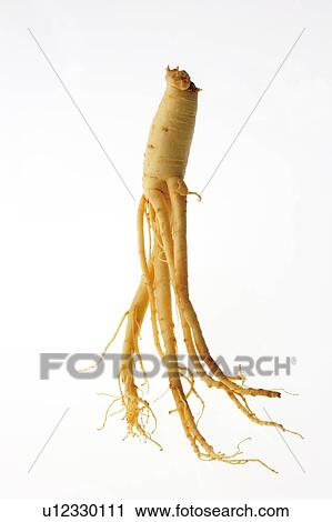 Ginseng View Large Photo Image Stock Image - Ginseng. Fotosearch