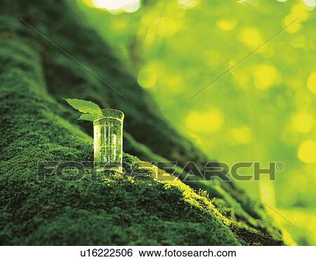 Glass of water on a mossy tree trunk View Large Photo Image Stock Photograph - Glass of water on a mossy tree trunk. Fotosearch
