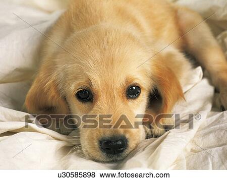 Stock Photo - Golden retriever puppy lying on a blanket. Fotosearch