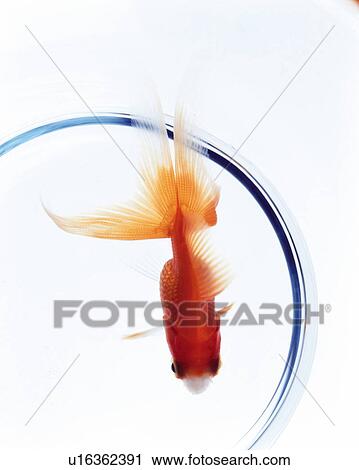 Goldfish in fishbowl View Large Photo Image Stock Image - Goldfish in fishbowl. Fotosearch