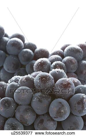 Grape Pione View Large Photo Image Stock Photo - Grape Pione. Fotosearch