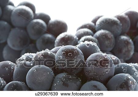 Stock Photo - Grape Pione. Fotosearch