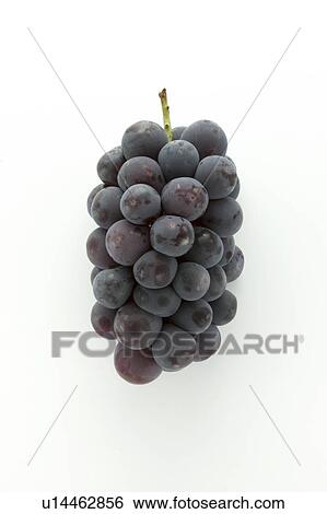 Grape Pione View Large Photo Image Stock Photograph - Grape Pione. Fotosearch