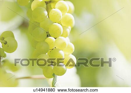 Grapes View Large Photo Image Stock Image - Grapes. Fotosearch