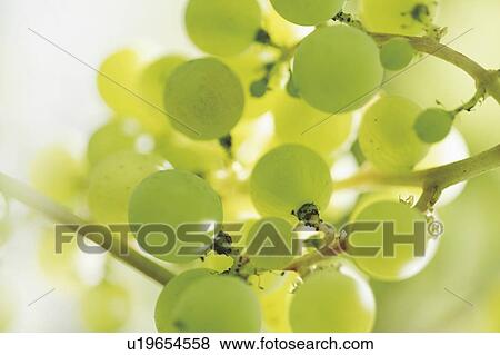 Grapes View Large Photo Image Stock Photo - Grapes. Fotosearch