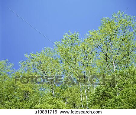 Stock Photograph - Green leafy trees. Fotosearch
