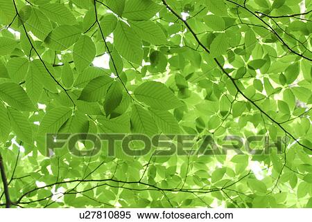 Stock Photography - Green leaves on a tree. Fotosearch