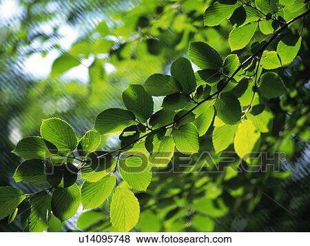 Green leaves on tree branch View Large Photo Image Stock Photo - Green leaves on tree branch. Fotosearch