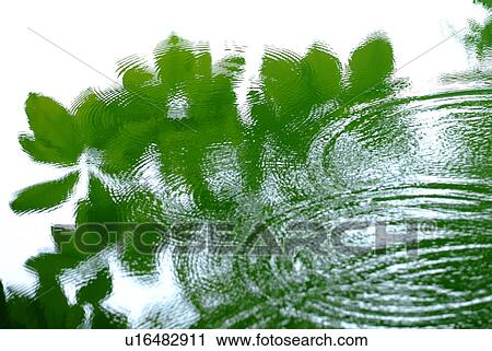 Stock Image - Green leaves reflected in the surface of a lake. Fotosearch