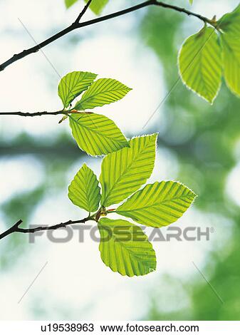 Stock Image - Green leaves. Fotosearch