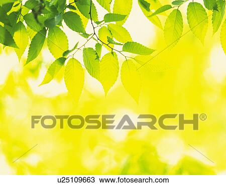 Green leaves View Large Photo Image Stock Image - Green leaves. Fotosearch