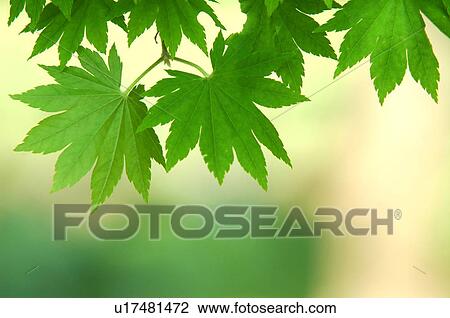 Stock Image - Green leaves, Tokyo, Japan. Fotosearch