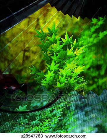 Stock Image - Green maple leaves and a Japanese fan. Fotosearch