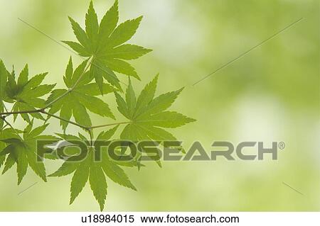 Stock Photography - Green maple leaves. Fotosearch