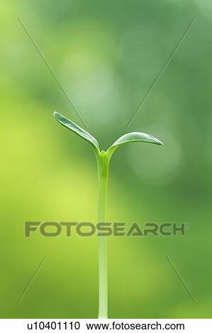Stock Image - Green sunflower sprout. Fotosearch