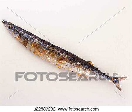 Grilled Pacific saury View Large Photo Image Stock Image - Grilled Pacific saury. Fotosearch