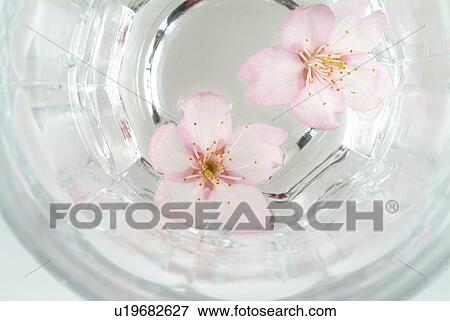 Hatsumiyo cherry tree blossoms in bowl View Large Photo Image Stock Photo - Hatsumiyo cherry tree blossoms in bowl. Fotosearch