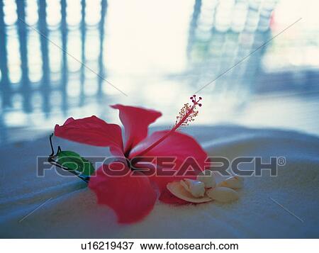 Hibiscus flower and shells View Large Photo Image Stock Photo - Hibiscus flower and shells. Fotosearch