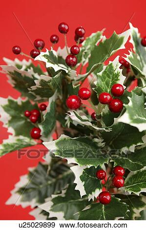 Stock Photo - Holly and berries. Fotosearch