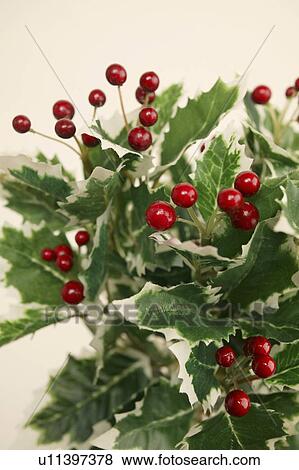 Stock Photo - Holly. Fotosearch