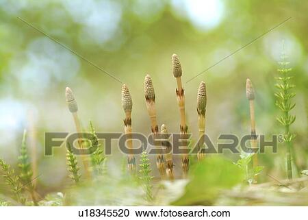 Horsetails in field View Large Photo Image Stock Image - Horsetails in field. Fotosearch