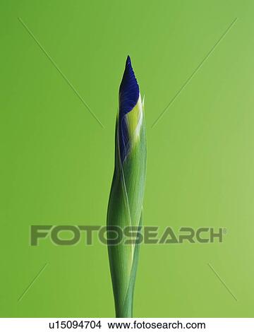 Picture - Iris Bud. Fotosearch