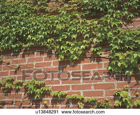 Ivy growing on a brick wall View Large Photo Image Stock Image - Ivy growing on a brick wall. Fotosearch