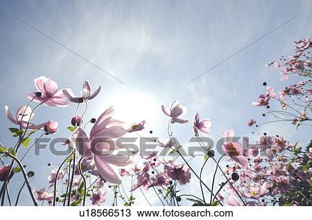 Stock Image - Japanese Anemone. Fotosearch