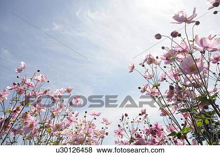 Stock Photo - Japanese Anemone. Fotosearch