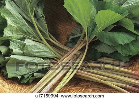 Picture - Japanese butterbur. Fotosearch