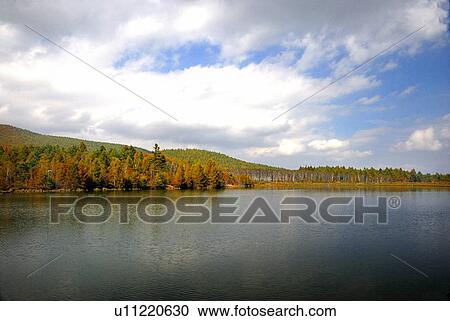 Japanese Larch Forest and Lake, Yachiho, Nagano, Japan View Large Photo Image Stock Image - Japanese Larch Forest and Lake, Yachiho, Nagano, Japan. Fotosearch
