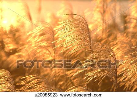 Stock Image - Japanese pampas grass at sunset. Fotosearch