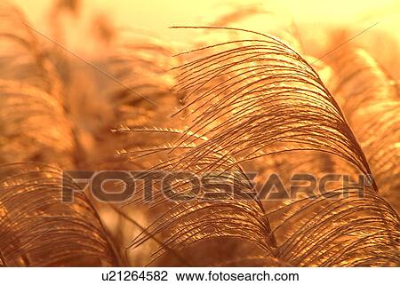 Stock Image - Japanese pampas grass at sunset. Fotosearch