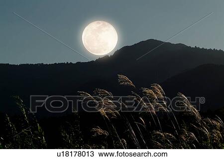 Stock Image - Japanese pampas grass. Fotosearch