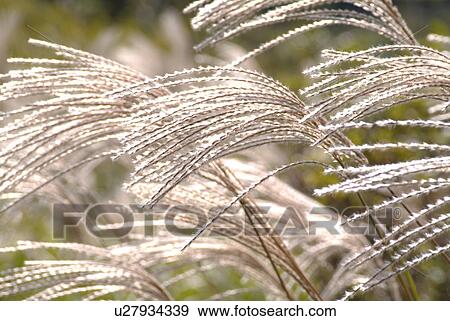Stock Photo - Japanese pampas grass. Fotosearch