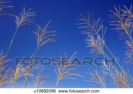 Stock Photograph - Japanese pampas grass under a blue sky. Fotosearch