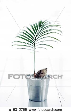 Stock Photograph - Japanese sago palm in a pot. Fotosearch