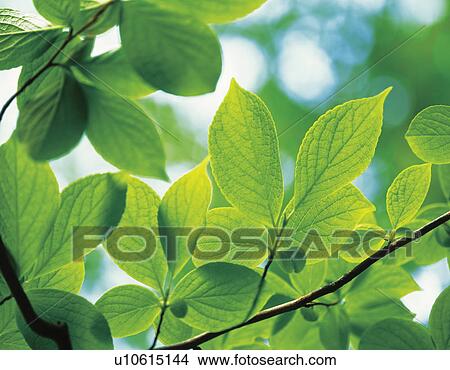 Picture - Japanese stewartia. Fotosearch