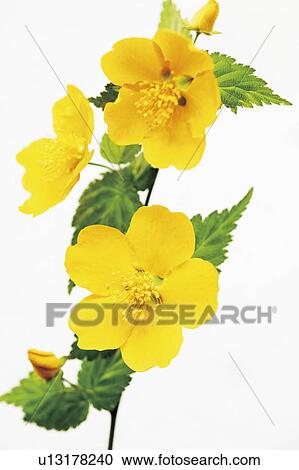 Kerria View Large Photo Image Stock Image - Kerria. Fotosearch