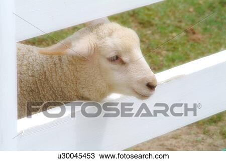 Lamb View Large Photo Image Stock Image - Lamb. Fotosearch