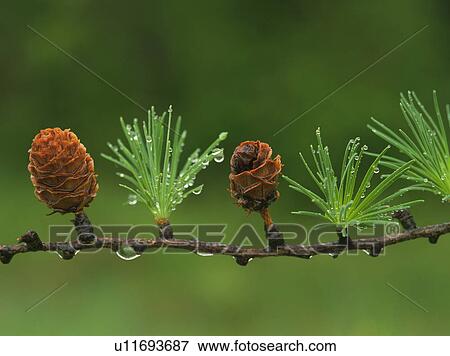 Stock Photo - Larch sprouts on a dew covered branch. Fotosearch
