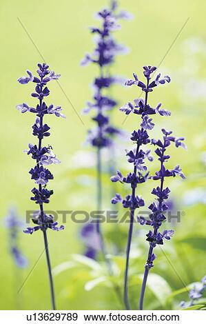 Stock Photo - Lavender. Fotosearch