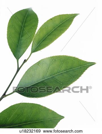 Leaf image View Large Photo Image Stock Photo - Leaf image. Fotosearch