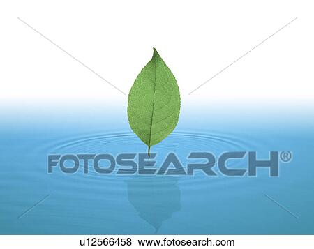 Leaf standing on water View Large Photo Image Stock Photo - Leaf standing on water. Fotosearch