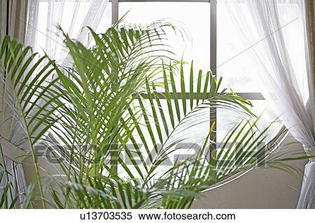Stock Photography - Leafy houseplant in front of a window. Fotosearch