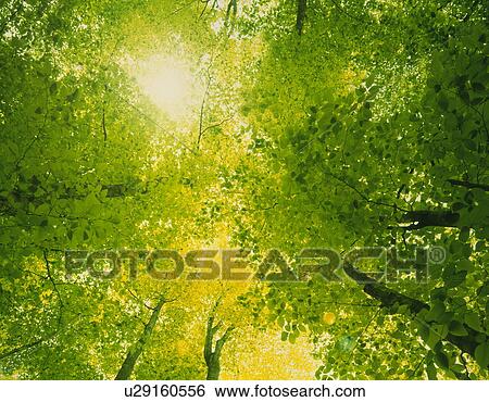 Stock Photograph - Leafy tree branches. Fotosearch