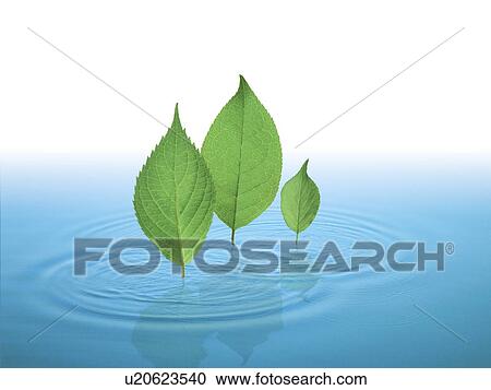 Leaves standing on water View Large Photo Image Stock Image - Leaves standing on water. Fotosearch