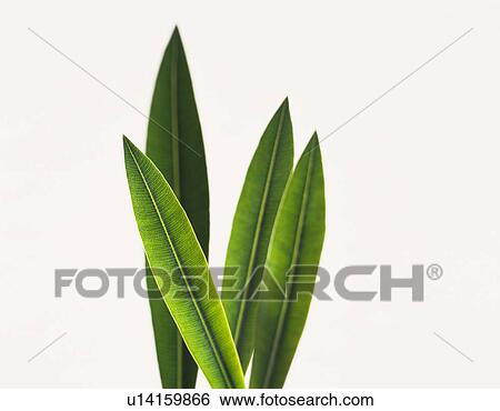 Stock Photograph - Leaves. Fotosearch