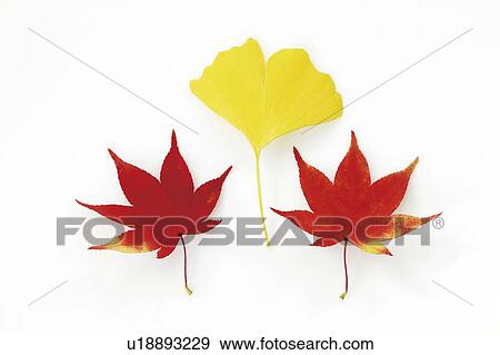 Stock Photo - Maple leaves and a ginkgo leaf in Autumn colours. Fotosearch