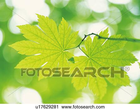 Maple leaves, Aomori Prefecture, Japan View Large Photo Image Stock Image - Maple leaves, Aomori Prefecture, Japan. Fotosearch